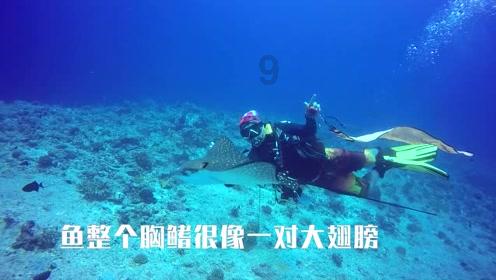 【冷知识分享平台】太容易得到的,是不是往往不被珍惜?,轻松享受趣味知识盛宴